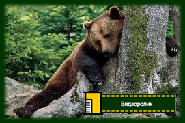 Бурый медведь