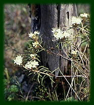 БАГУЛЬНИК, род вечнозеленых кустарников семейства вересковых. Ок. 10 видов, в холодном и умеренном поясах Северного полушария. Настой болотного багульника — отхаркивающее средство.