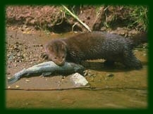 Американская норка с добычей