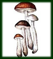 ПОДБЕРЕЗОВИК, трубчатый гриб порядка агариковых. Шляпка от белой до почти черной, снизу губчатая, серовато-бурая. Ножка тонкая, шероховатая. Главным образом в березовых лесах. Съедобен.